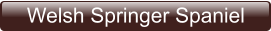 Welsh Springer Spaniel
